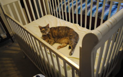 Le chat et l’arrivée d’un bébé : ce qu’il faut anticiper